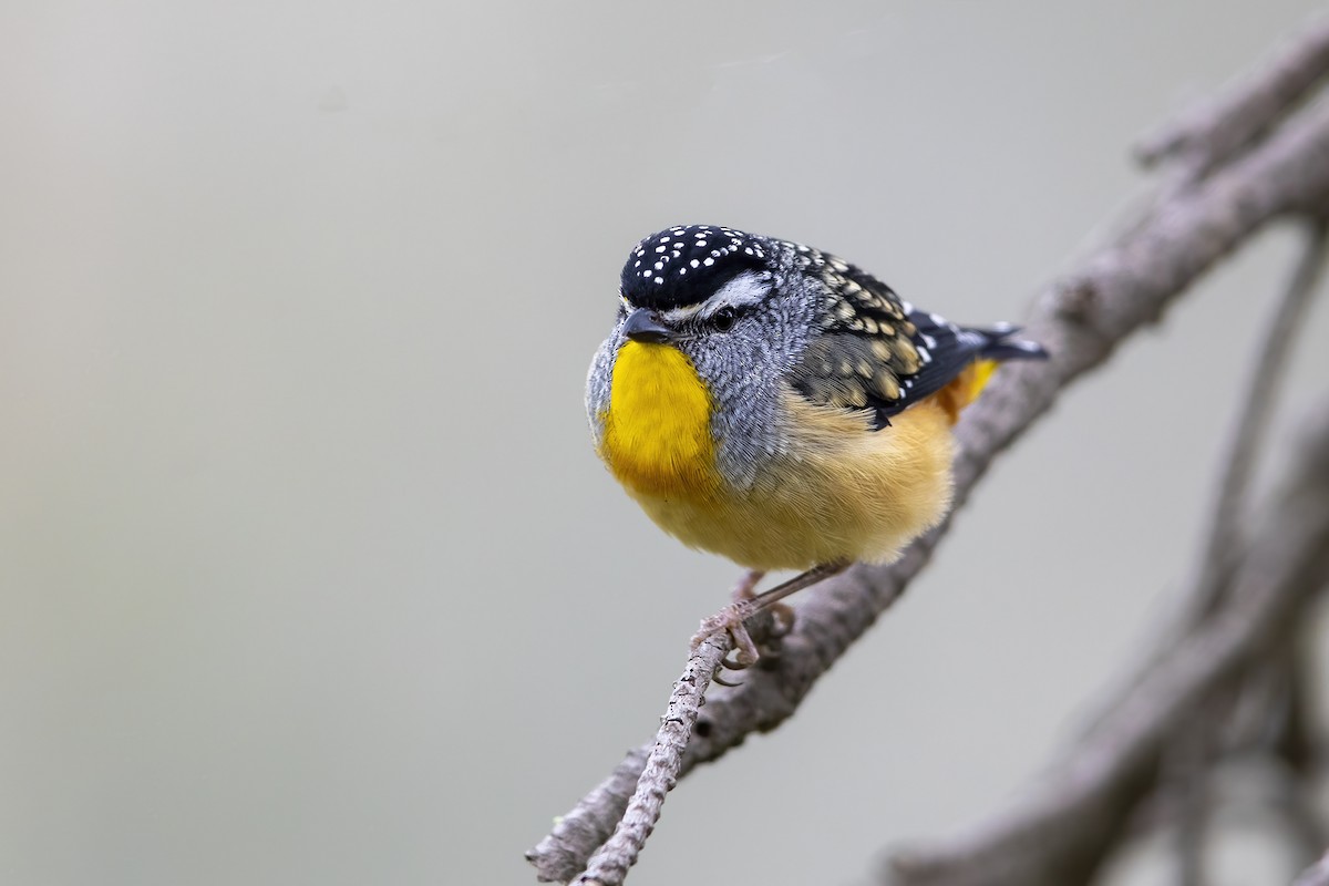 Spotted Pardalote - ML277714541