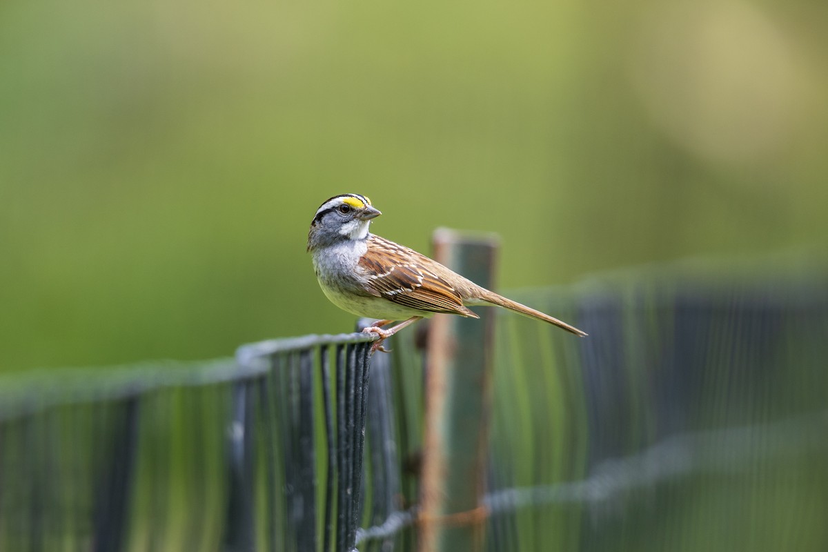 White-throated Sparrow - ML277717311
