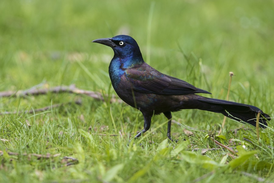 Common Grackle (Purple) - eBird