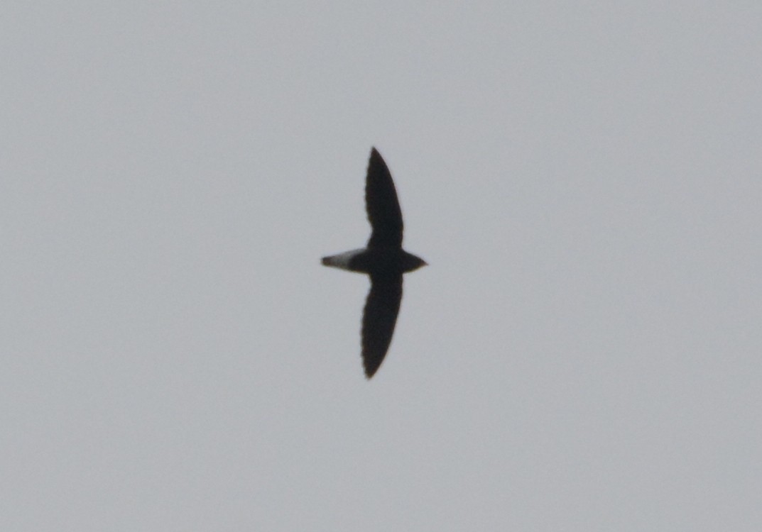 Brown-backed Needletail - ML277725671