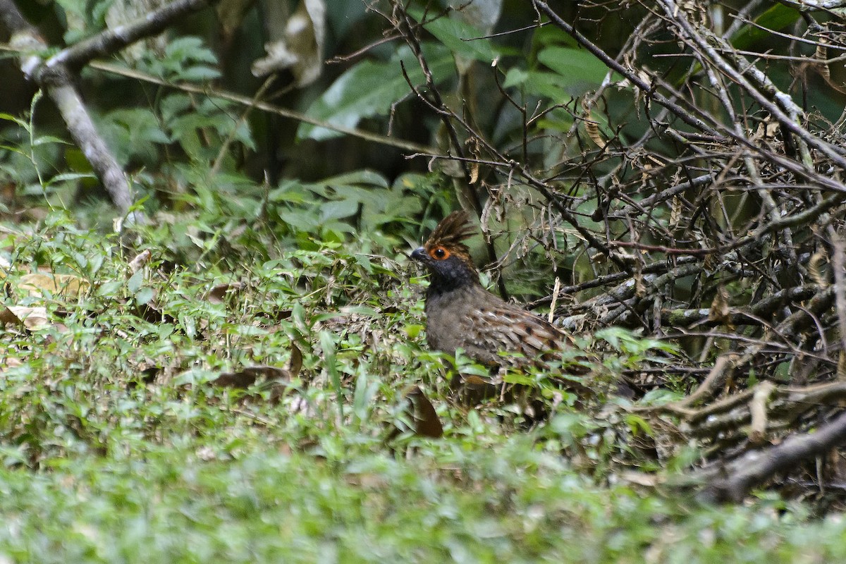 Spot-winged Wood-Quail - André Adeodato - Aves de Sobral