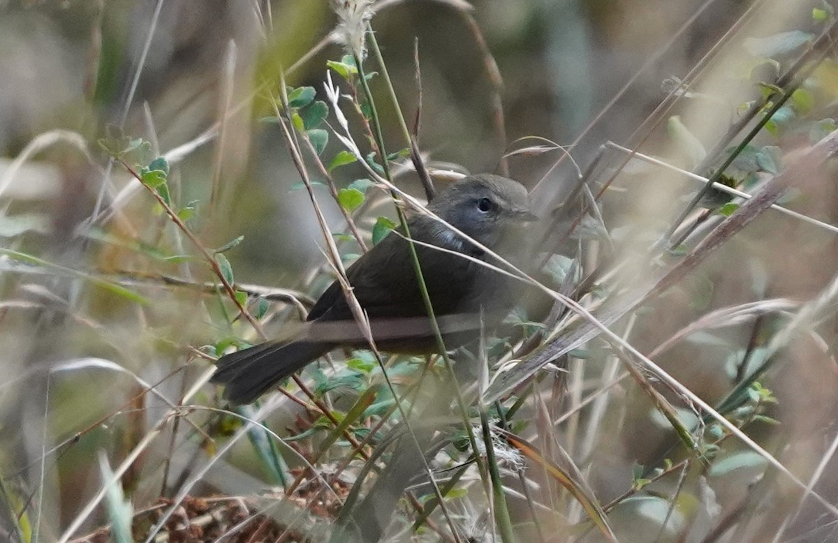 Gray-sided Bush Warbler - Kunal Bamby