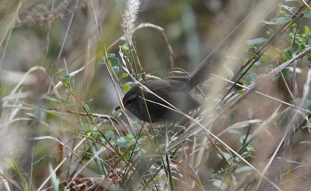 Gray-sided Bush Warbler