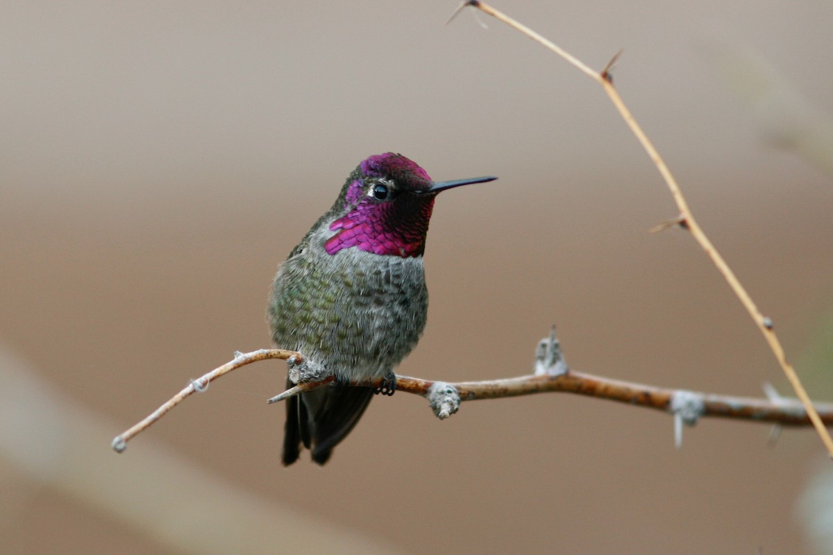 Anna's Hummingbird - ML277735141