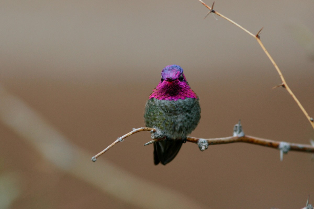 Anna's Hummingbird - Oscar Johnson