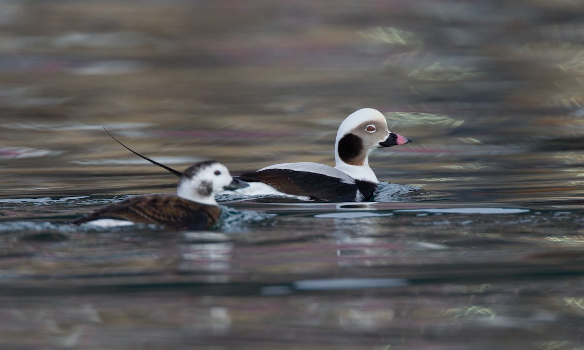 Long-tailed Duck - ML27773901