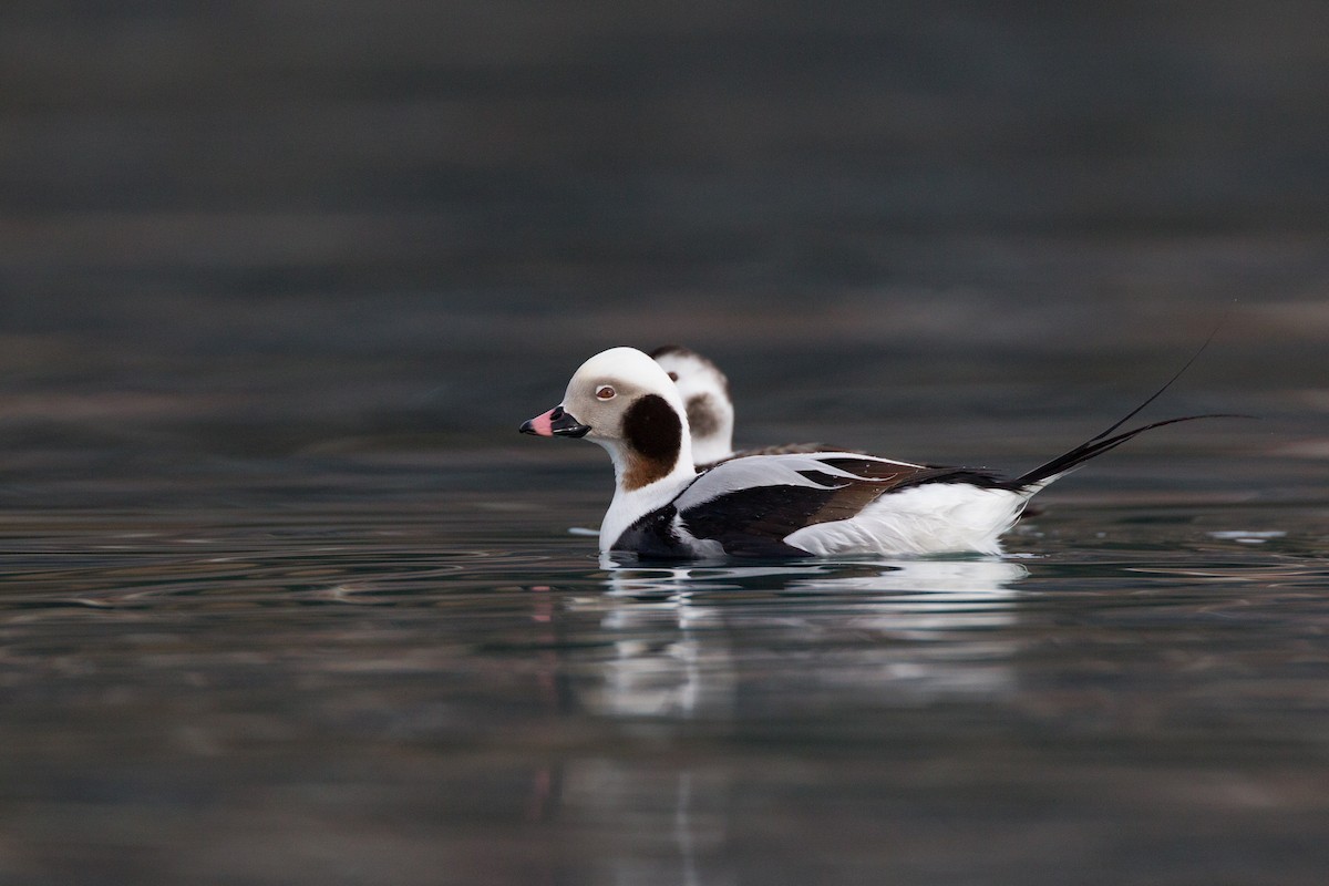 Long-tailed Duck - ML27773931
