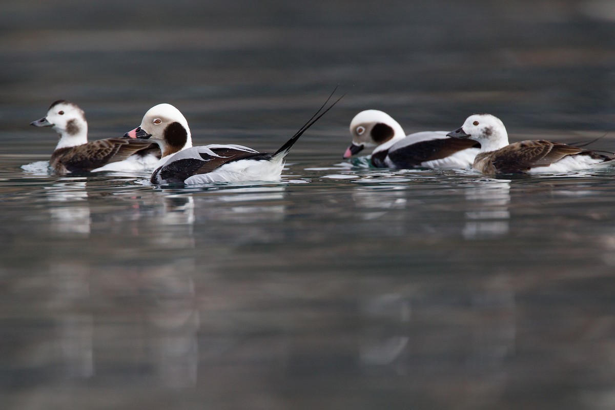 Long-tailed Duck - ML27773951