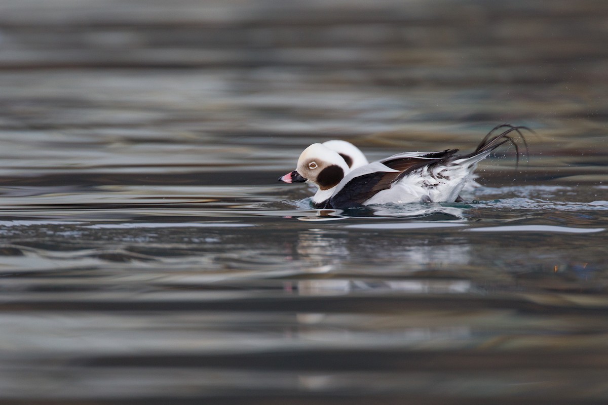Long-tailed Duck - ML27773971