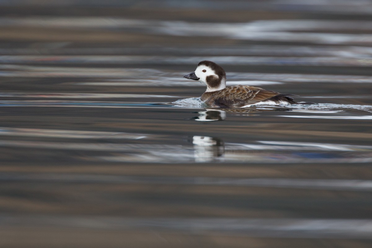 Long-tailed Duck - ML27774011