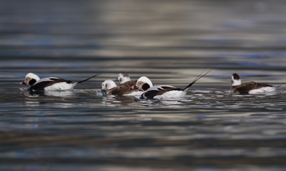 Long-tailed Duck - Chris Wood
