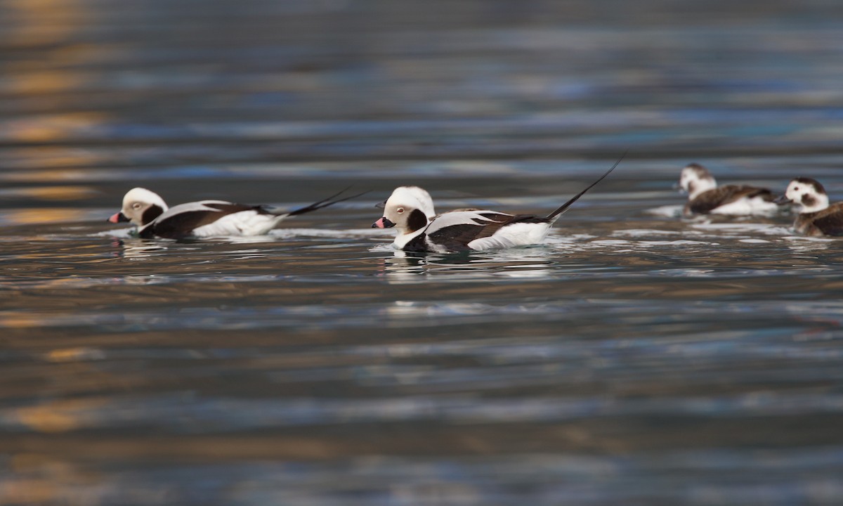 Long-tailed Duck - ML27774131