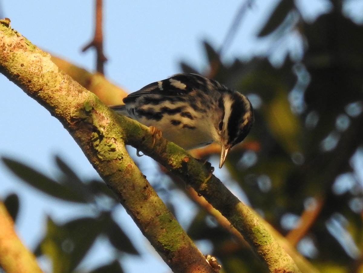 Black-and-white Warbler - ML277741831