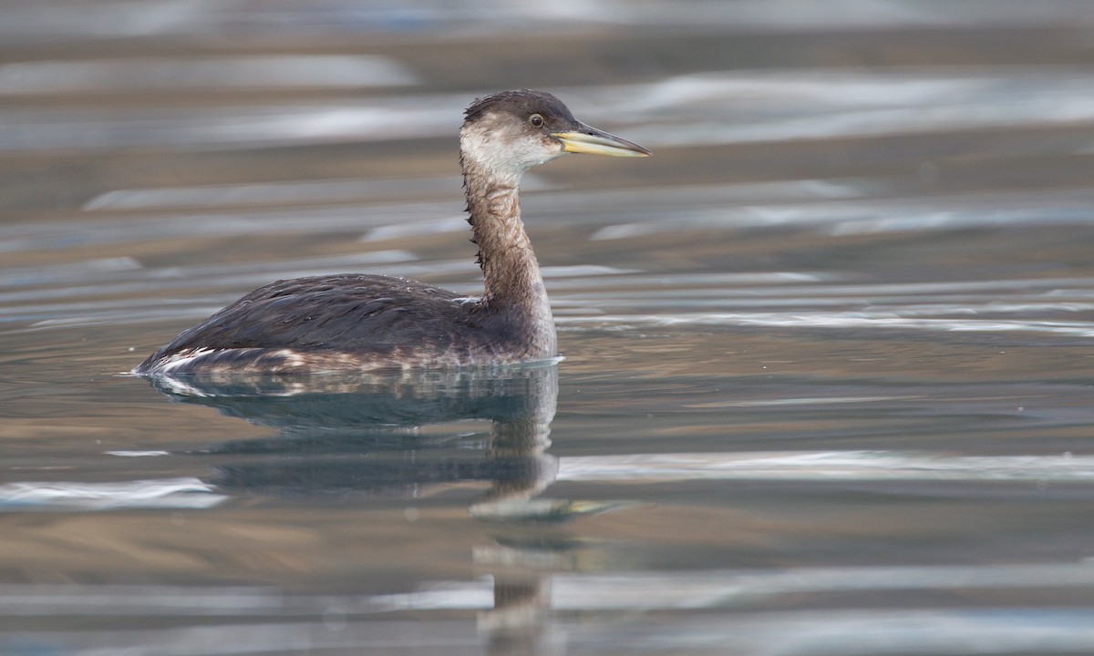 Red-necked Grebe - Chris Wood