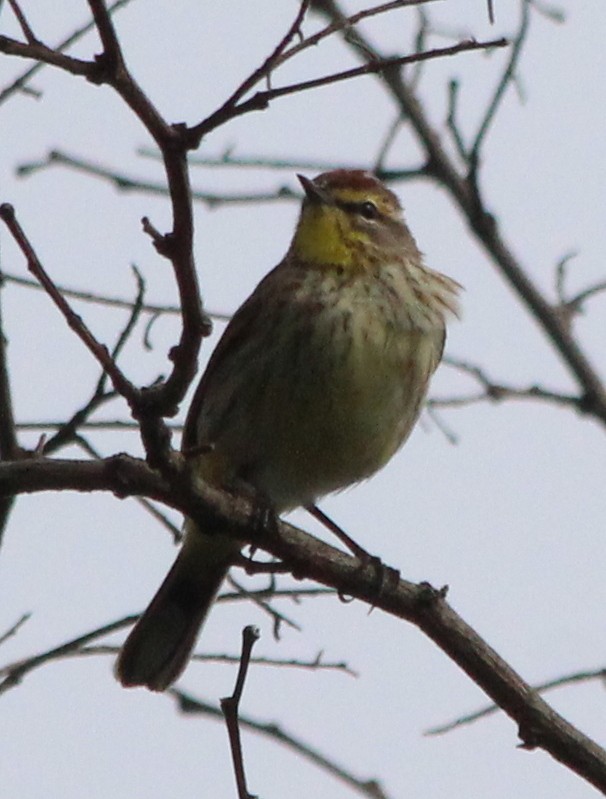 Palm Warbler - kevin dougherty