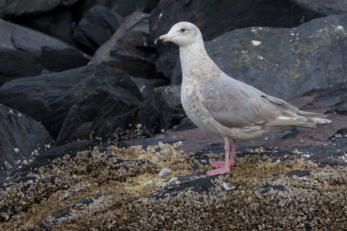 Glaucous-winged Gull - Chris Wood