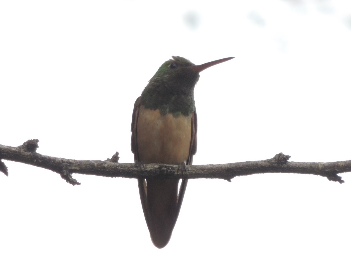 Chestnut-bellied Hummingbird - ML27775331