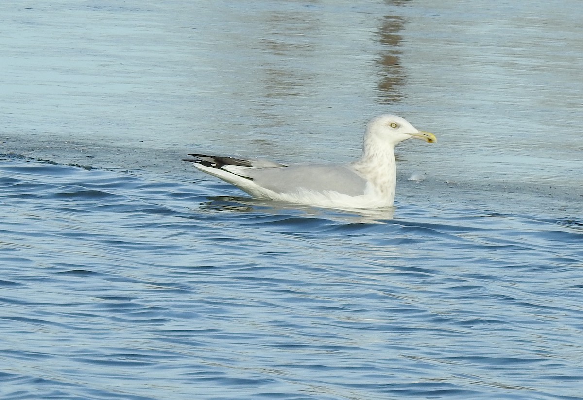 Herring Gull (American) - ML277754961