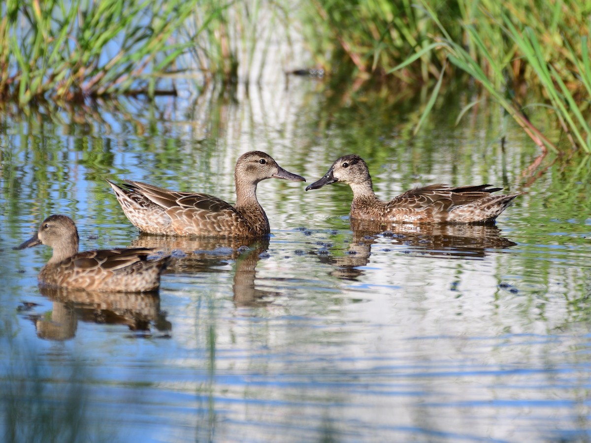 Blue-winged Teal - ML277760161