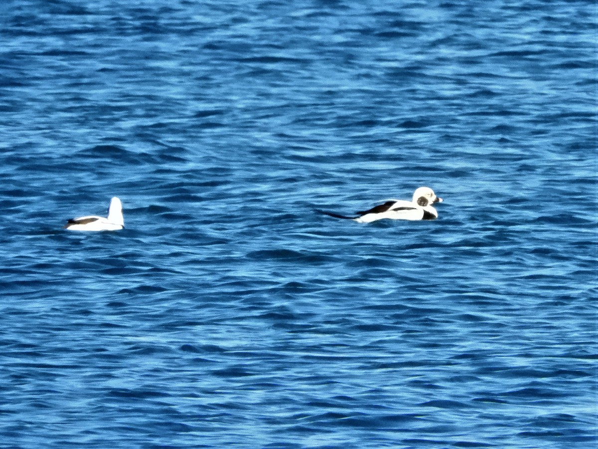 Long-tailed Duck - ML277760181