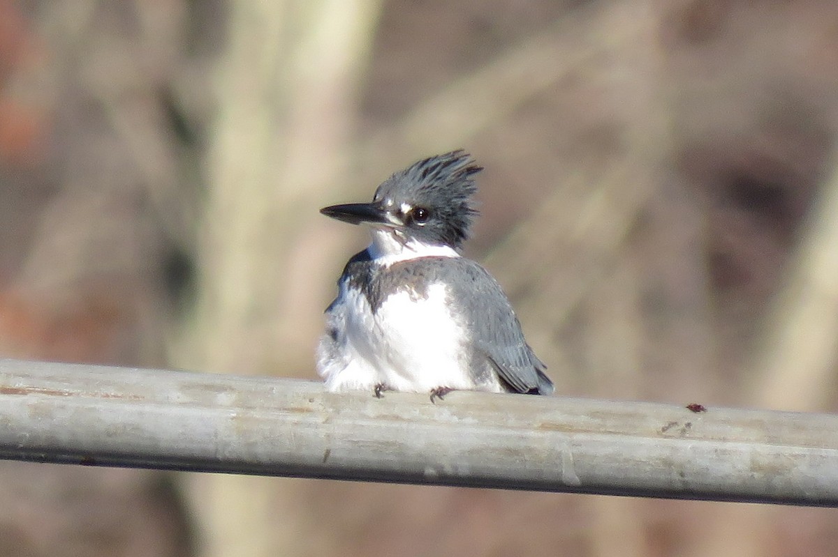 Belted Kingfisher - ML277763171
