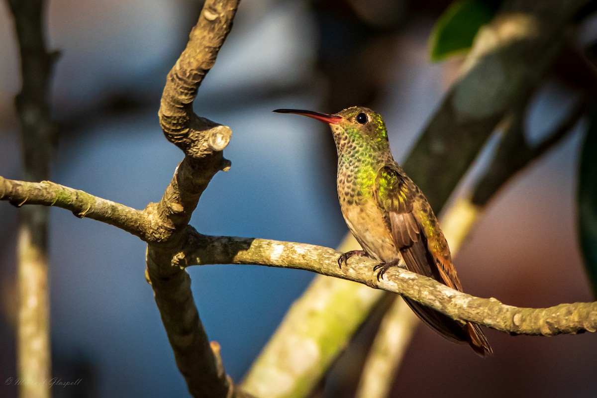 Buff-bellied Hummingbird - Michael Glaspell
