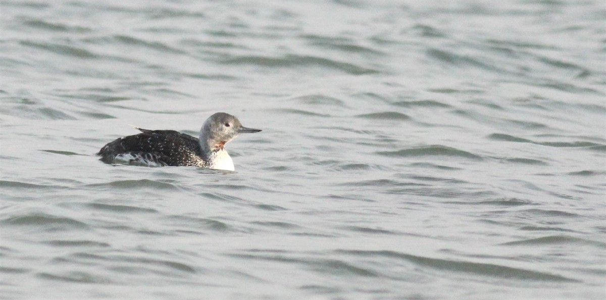 Red-throated Loon - ML277764041