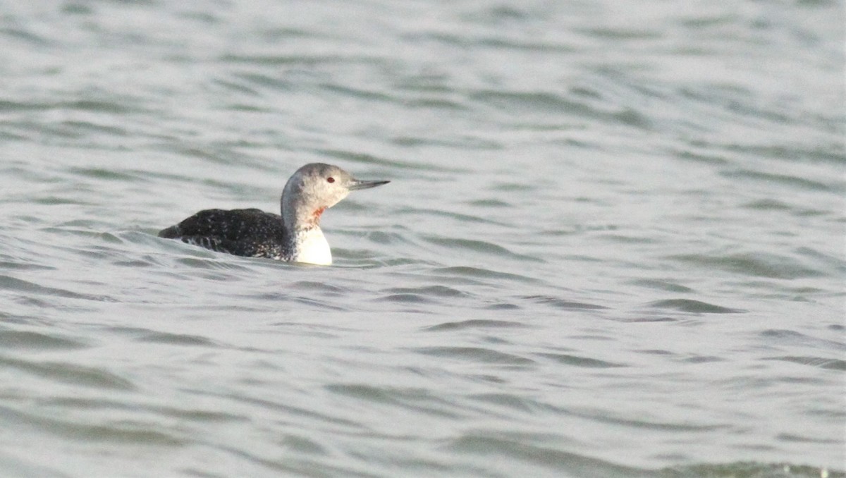 Red-throated Loon - ML277764071