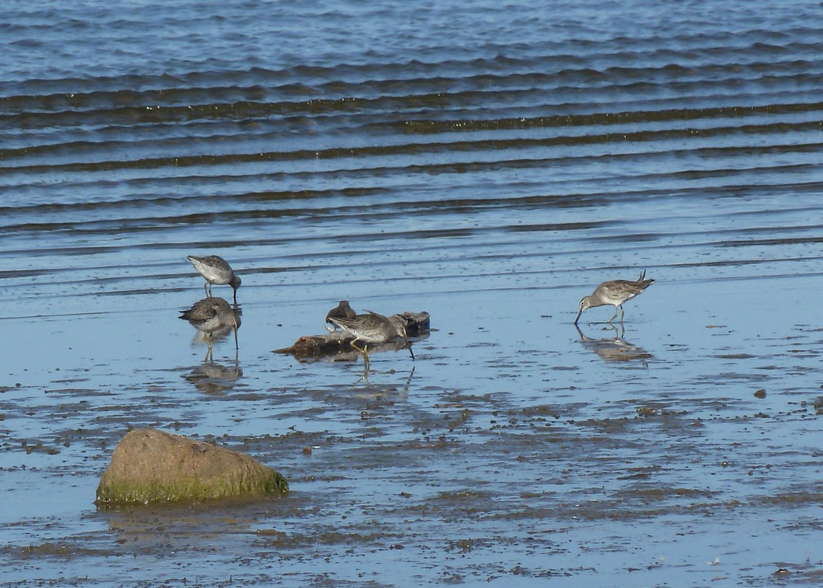 Long-billed Dowitcher - ML277768901