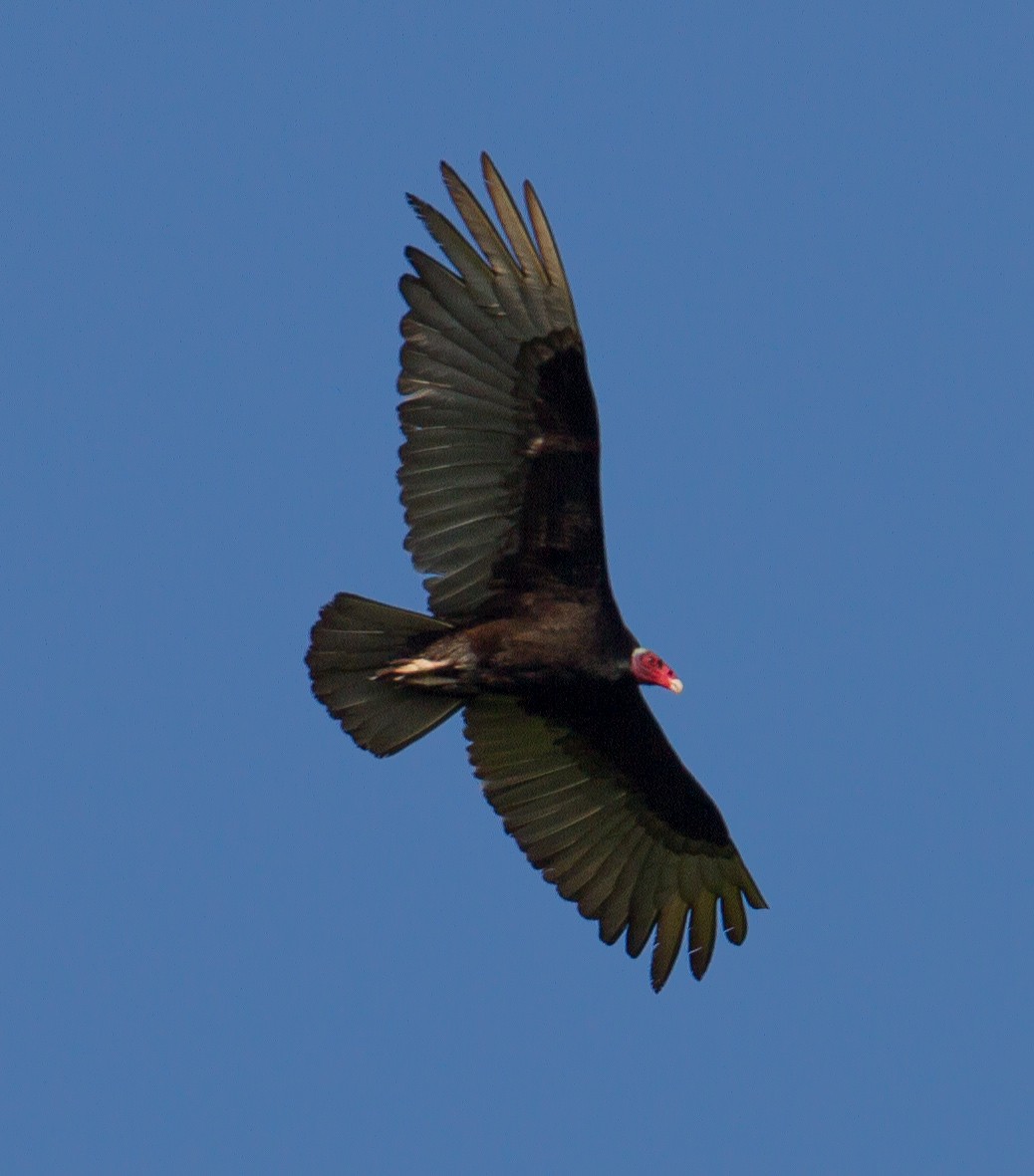 Turkey Vulture - José Martín