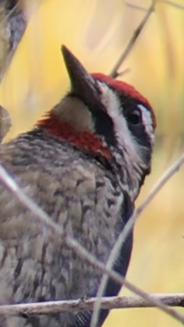 Red-naped Sapsucker - Tracy Taylor