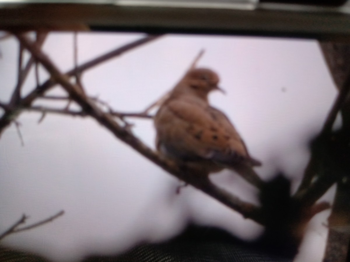 Mourning Dove - Alfredo  birding guide @tolgonzalezalfredo@yahoo.com WHATSAPP +502 31457601