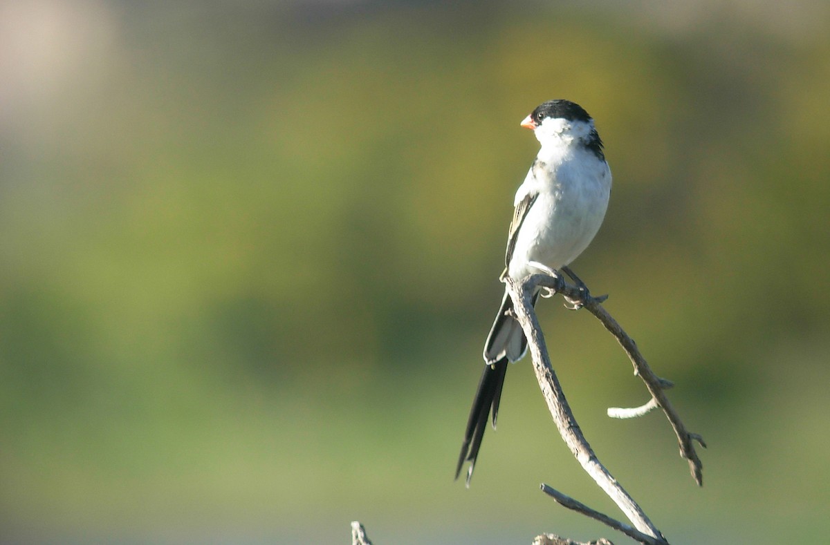 Pin-tailed Whydah - Alexander Lees