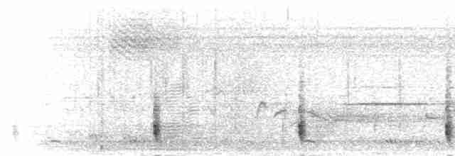 White-tailed Shrike - ML277806