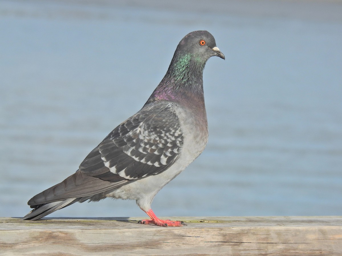 Rock Pigeon (Feral Pigeon) - ML277806571
