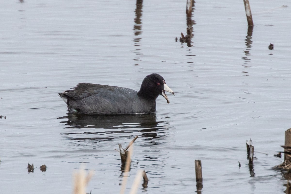 American Coot - Michael Henry