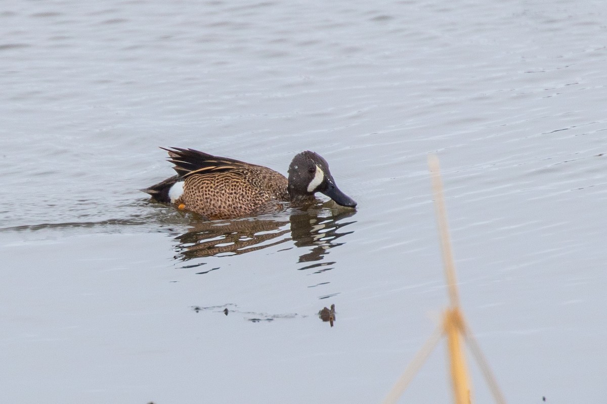 Blue-winged Teal - Michael Henry