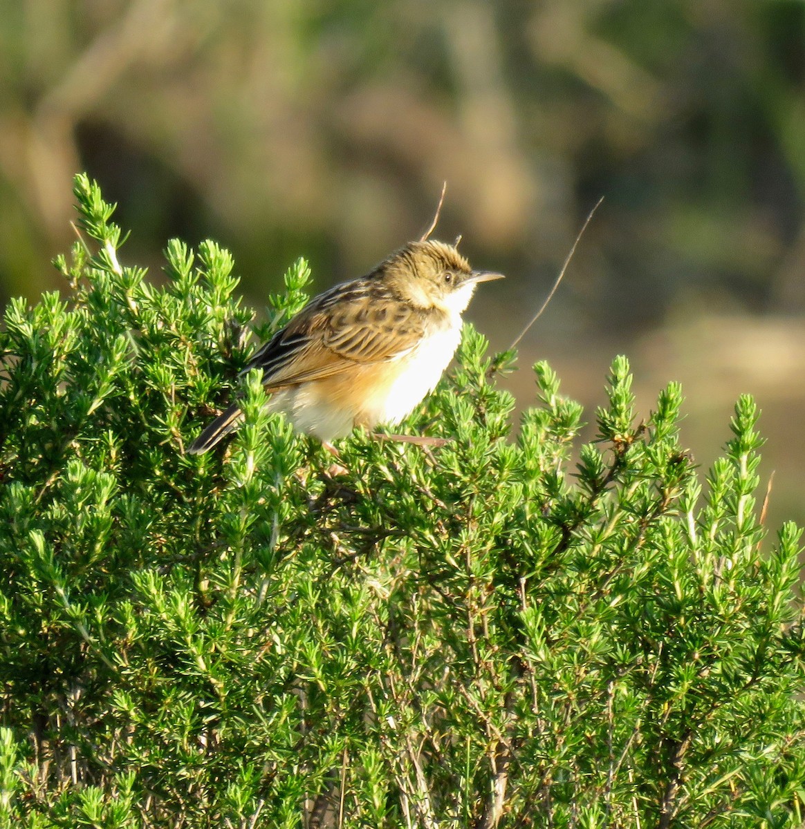 Wing-snapping Cisticola - ML277809211