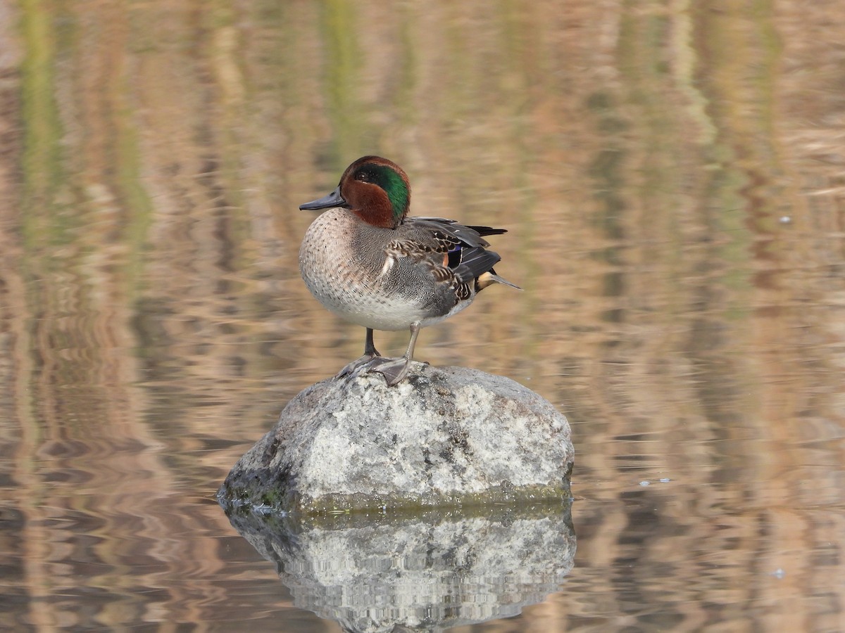 Green-winged Teal - ML277810361