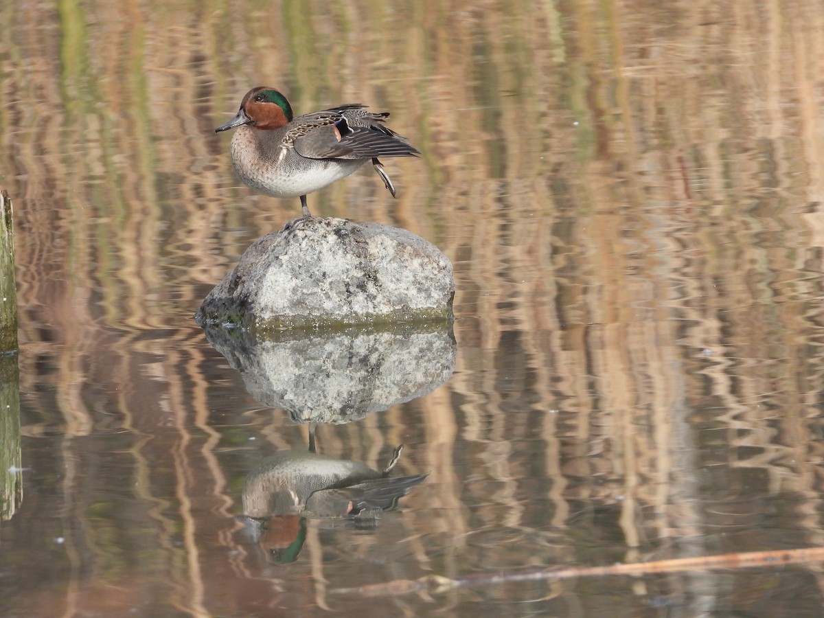 Green-winged Teal - ML277810391