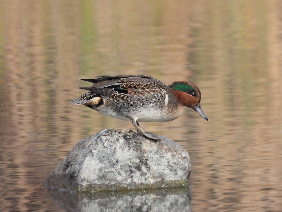 Green-winged Teal - ML277810401
