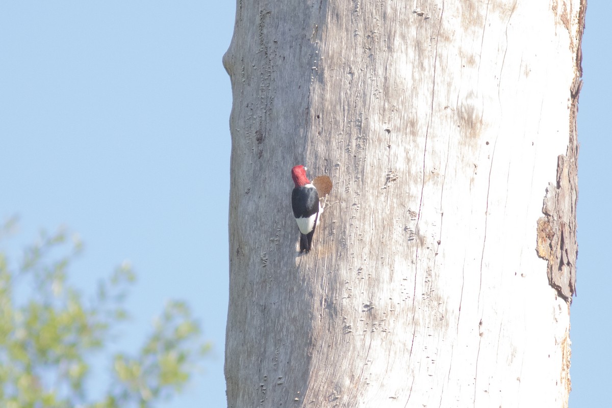 Red-headed Woodpecker - ML27781171
