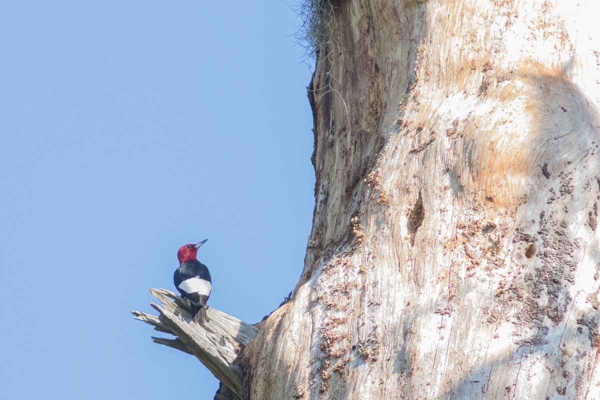 Red-headed Woodpecker - ML27781191