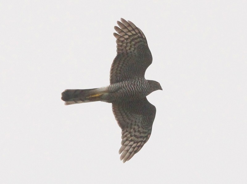 Eurasian Sparrowhawk - ML277812131