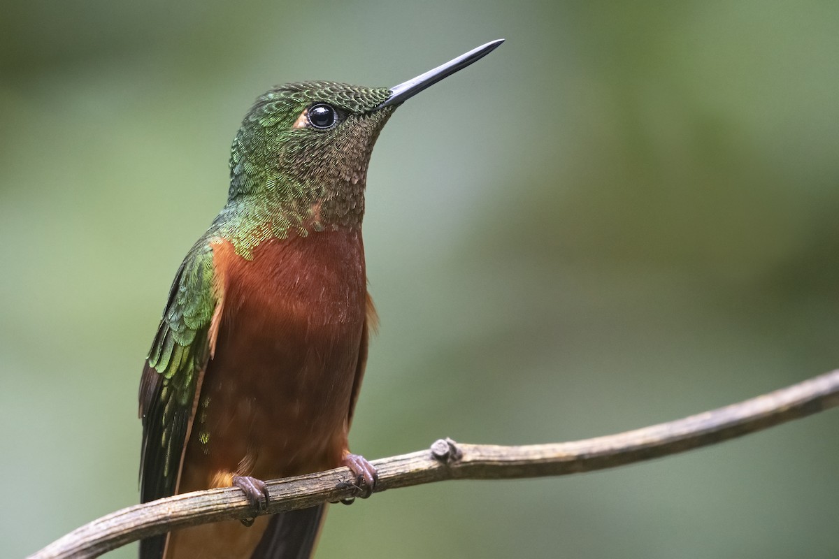 kolibřík peruánský - ML277815301
