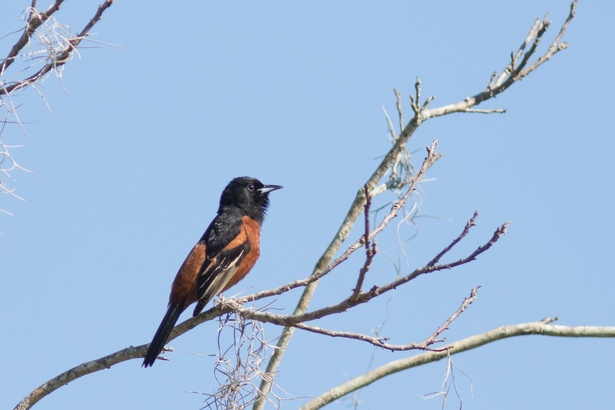 Orchard Oriole - ML27781621