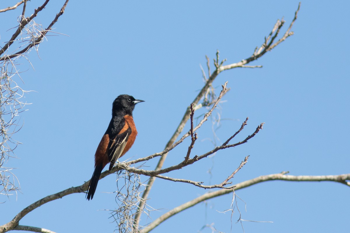 Orchard Oriole - ML27781631