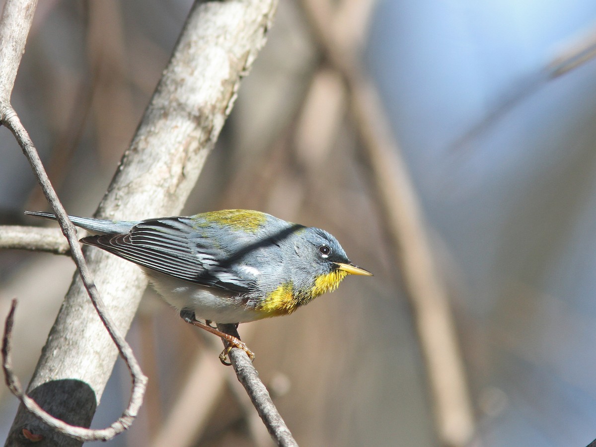 Northern Parula - Larry Therrien