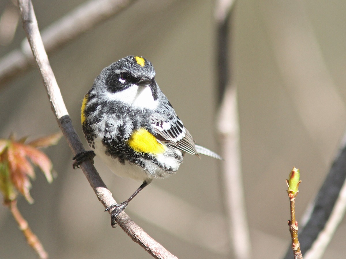 Yellow-rumped Warbler (Myrtle) - ML27782591