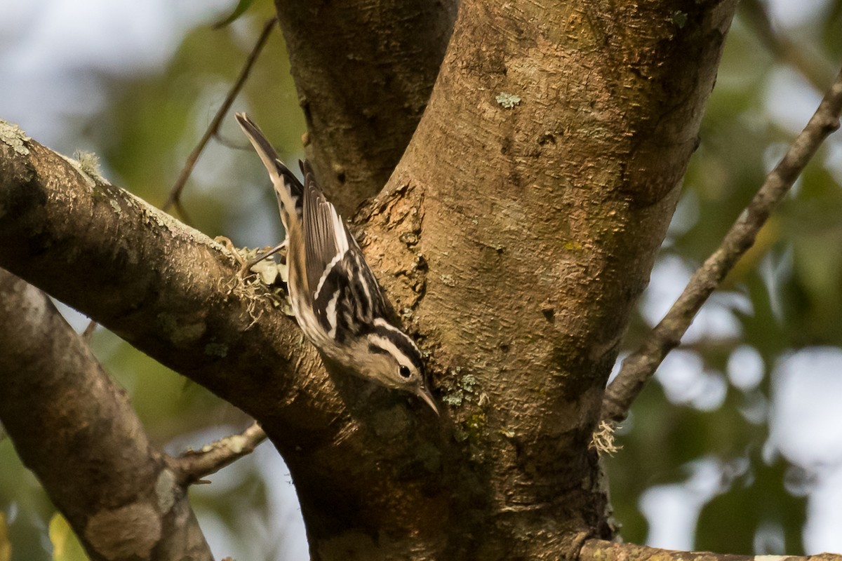 Black-and-white Warbler - ML277827481